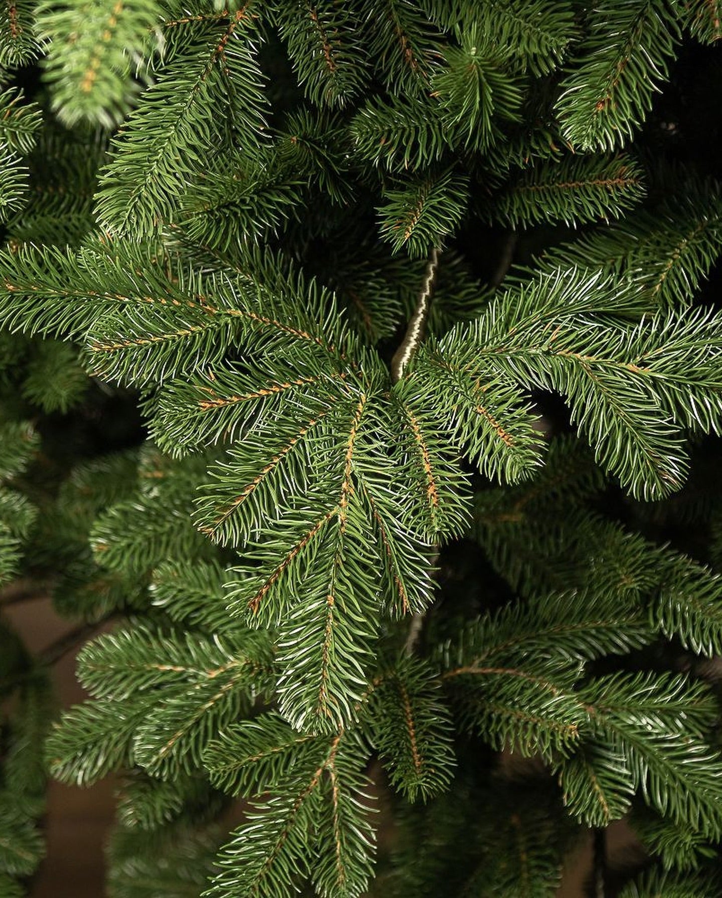 Traditional Simple Dark Green Christmas Tree