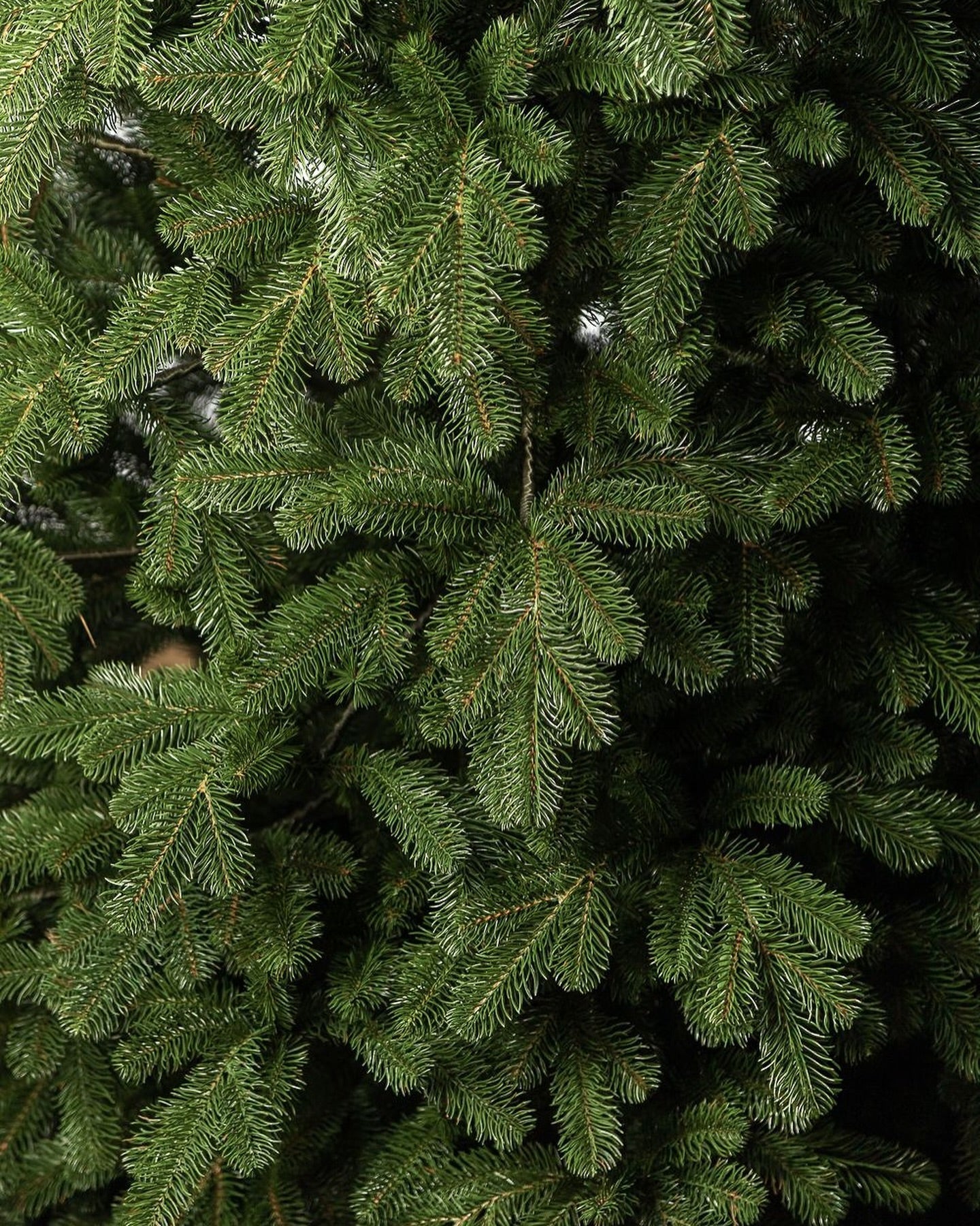 Traditional Simple Dark Green Christmas Tree