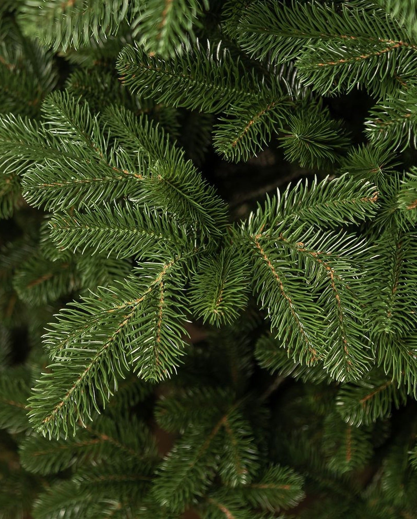 Traditional Simple Dark Green Christmas Tree