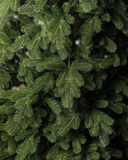 Traditional Simple Dark Green Christmas Tree